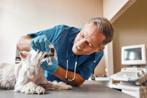 Best Emergency Root Canal Treatment in San Anselmo, CA